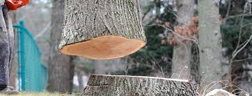 Trusted South Rosemary, NC Tree Removal Experts